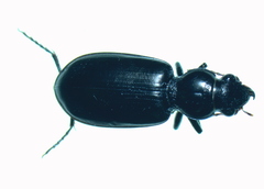 Broscus punctatus