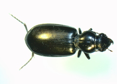 Broscus punctatus