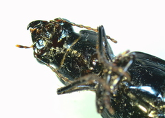 Broscus punctatus