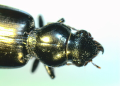 Broscus punctatus