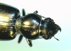 Broscus punctatus