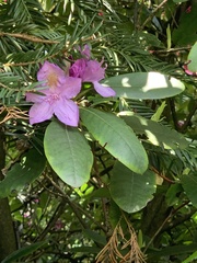 Rhododendron