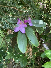 Rhododendron