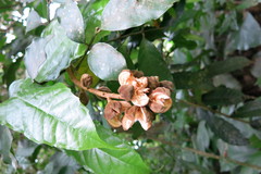 Guarea macrophylla