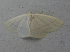Parabapta clarissa