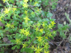 Sedum bulbiferum