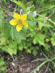 Geum urbanum