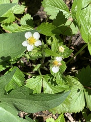 Fragaria vesca