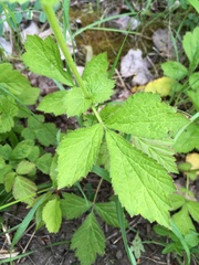 Geum urbanum