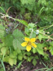 Geum urbanum