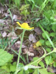 Geum urbanum