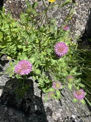 Trifolium pratense