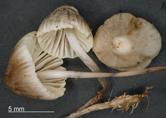 Mycena austrofilopes