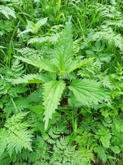 Urtica dioica