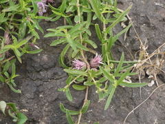 Lepidagathis trinervis