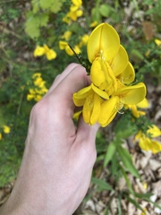 Cytisus scoparius
