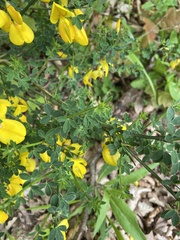 Cytisus scoparius