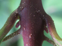 Callicarpa dichotoma