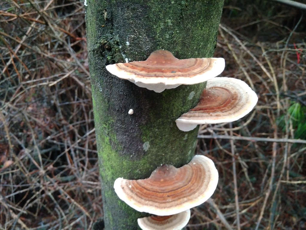 Trametes · July 2017 · photo: © cristianriquelme (iNaturalist, cc-by)