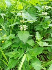 Lamium album