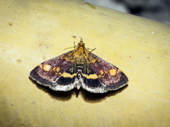 Pyrausta aurata