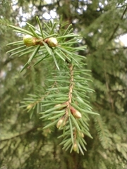 Picea abies