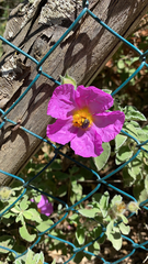 Cistus creticus eriocephalus