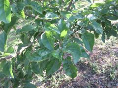 Maclura tricuspidata