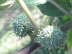 Maclura tricuspidata