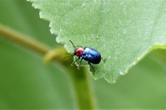 Parheminodes pulcher