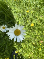 Asteraceae
