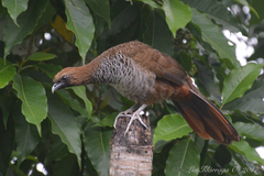 Ortalis squamata