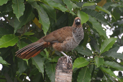 Ortalis squamata