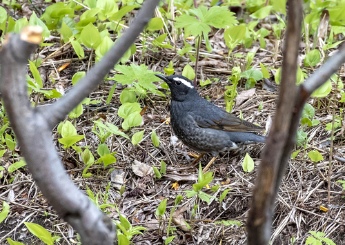 Siberian Thrush (Geokichla sibirica), photo 7