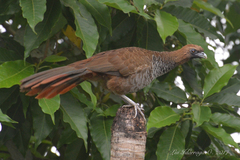 Ortalis squamata