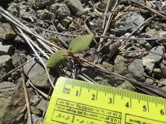 Claytonia obovata