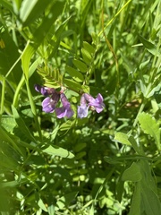 Vicia sepium