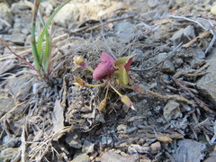Claytonia obovata