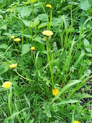 Taraxacum officinale