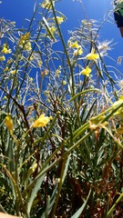 Diplotaxis harra crassifolia