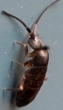 Tomocerus minor