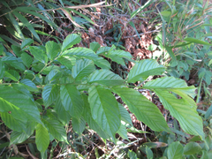 Rhamnella franguloides