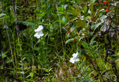 Escobedia grandiflora