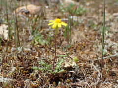 Senecio gallicus