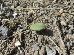Claytonia obovata