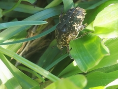 Protaetia fusca