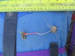 Claytonia obovata