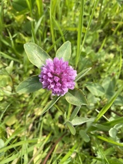 Trifolium pratense
