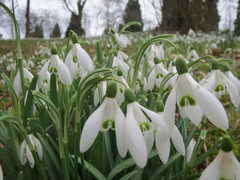 Galanthus nivalis