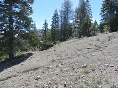 Claytonia obovata